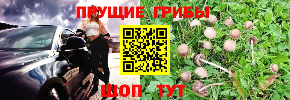 Добрянка  Галлюциногенные грибы Psilocybe  где купить наркоту  Вход с VPN  Галлюциногенные грибы Psilocybe 